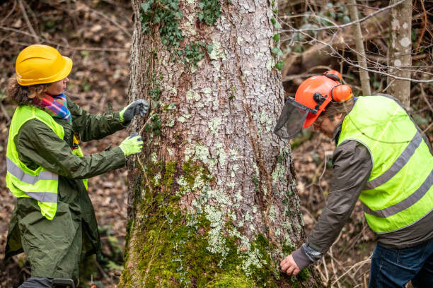 Bedford, VA Tree Services Company