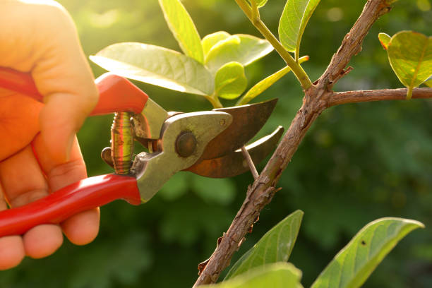 Best Storm Damage Tree Cleanup  in Bedford, VA